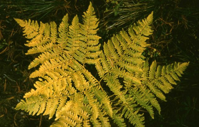 Bracken fern (Pteridium aquilinum ssp. aquilinum var. pubescens) Picture