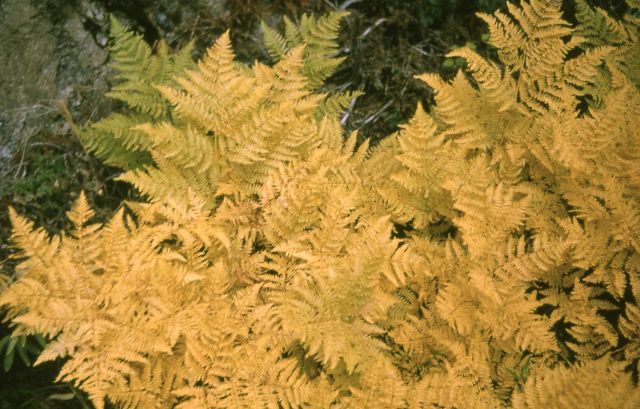 Bracken fern (Pteridium aquilinum ssp. aquilinum var. pubescens) Picture