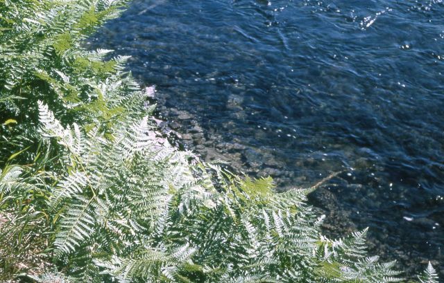 Bracken fern (Pteridium aquilinum ssp. aquilinum var. pubescens) Picture