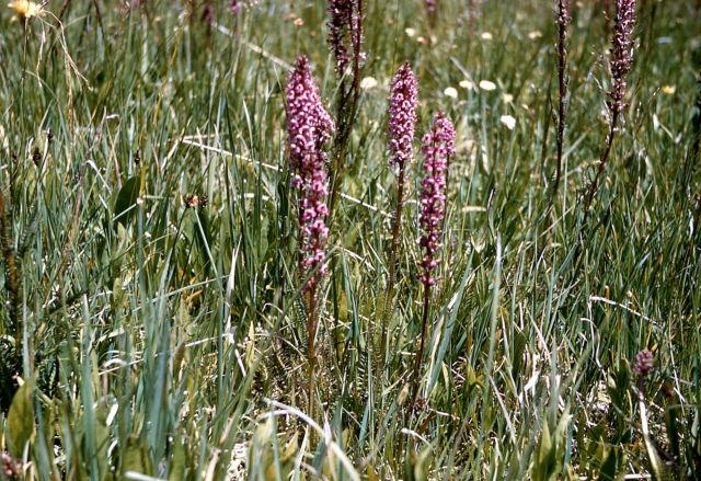 Elephant's head (Pedicularis groenlandica) Picture