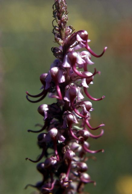 Elephant's head (Pedicularis groenlandica) Picture