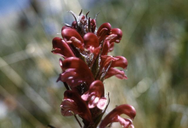 Fern-leaved lousewort (Pedicularis cystopteridifolia) Picture