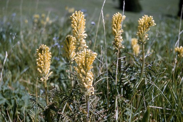 Bracted lousewort (Pedicularis bracteosa) Picture
