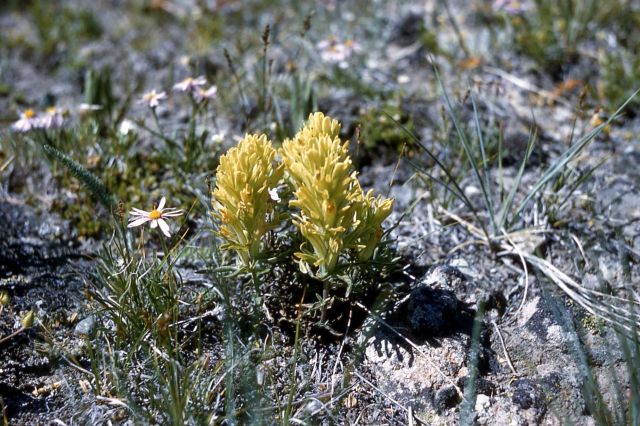 Paintbrush (Castilleja sp.) Picture