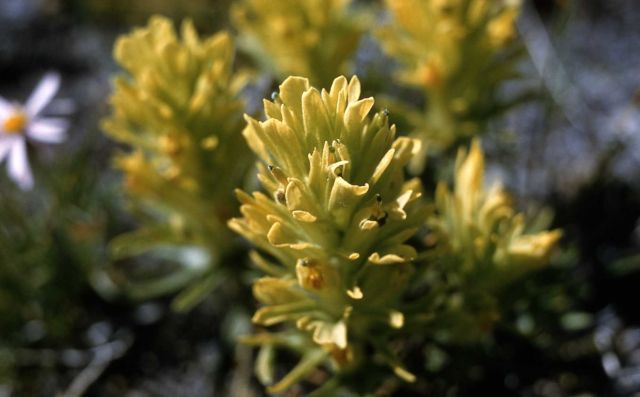 Paintbrush (Castilleja sp.) Picture