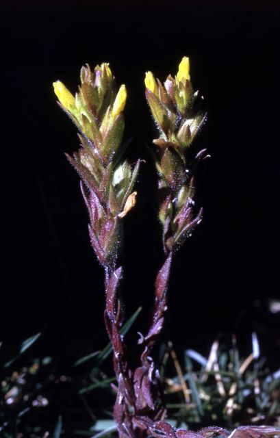 Yellow owl-clover (Orthocarpus luteus) Picture