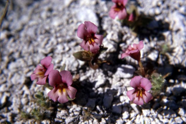 Dwarf purple monkey-flower (Mimulus nanus) Picture
