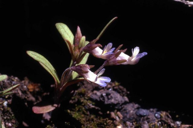 Blue-eyed Mary (Collinsia parviflora) Picture
