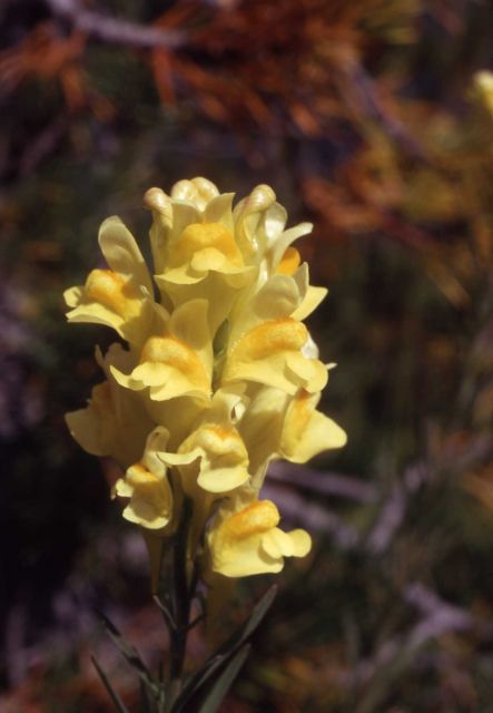 Butter and eggs (Linaria vulgaris) Picture
