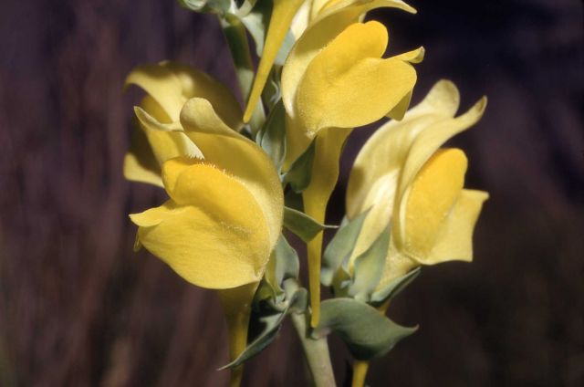 Dalmation toadflax (Linaria dalmatica) Picture