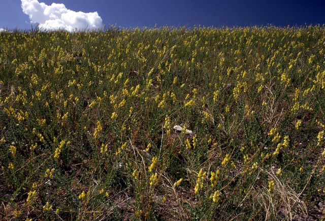 Dalmation toadflax (Linaria dalmatica) Picture
