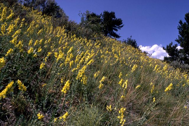 Dalmation toadflax (Linaria dalmatica) Picture