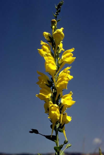Dalmation toadflax (Linaria dalmatica) Picture