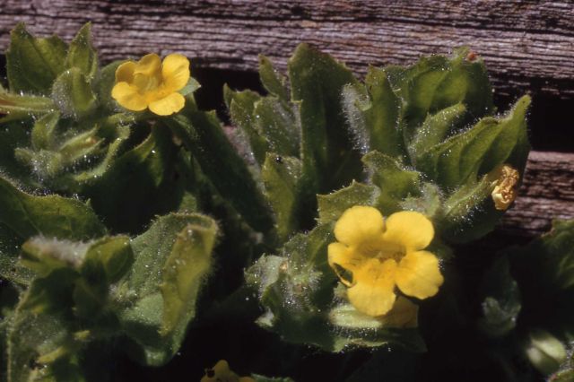 Musk-plant (Mimulus moschatus) Picture