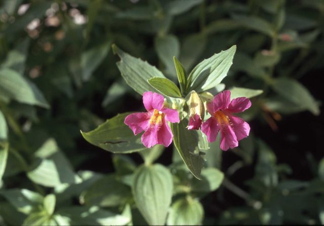 Lewis' monkey-flower (Mimulus lewisii) Picture