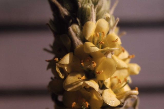 Common mullein (Verbascum thapsus) Picture