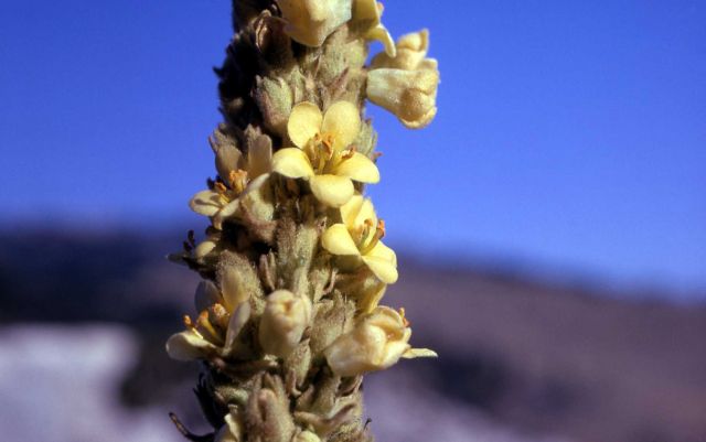 Common mullein (Verbascum thapsus) Picture
