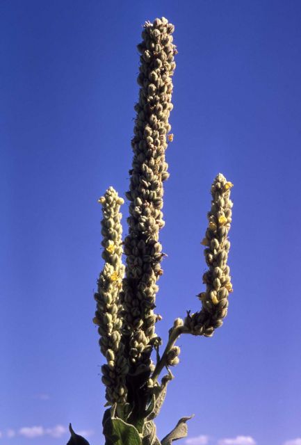 Common mullein (Verbascum thapsus) Picture