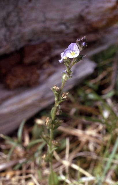 Thyme-leaved speedwell (Veronica serpyllifolia var. humifusa) Picture