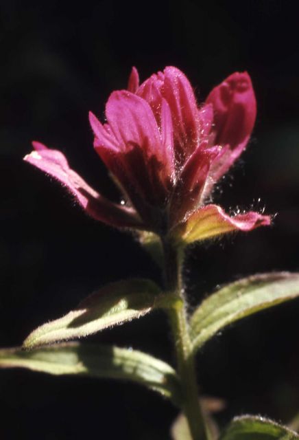 Rhexia-leaved paintbrush (Castilleja rhexifolia) Picture