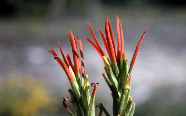 Annual paintbrush (Castilleja exilis) Picture