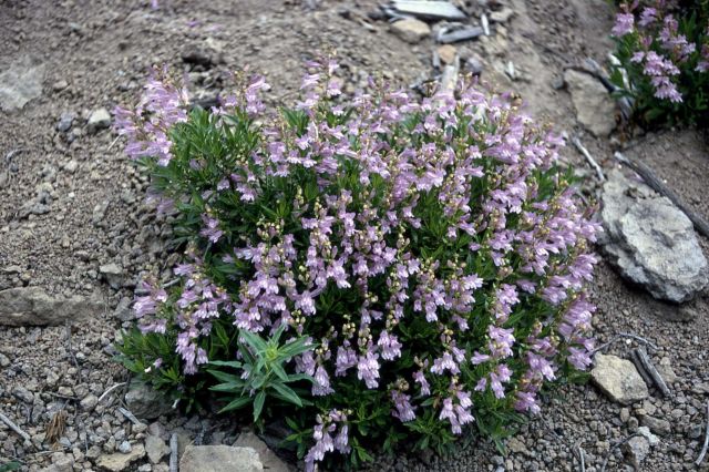 Shrubby penstemon (Penstemon fruticosa) Picture