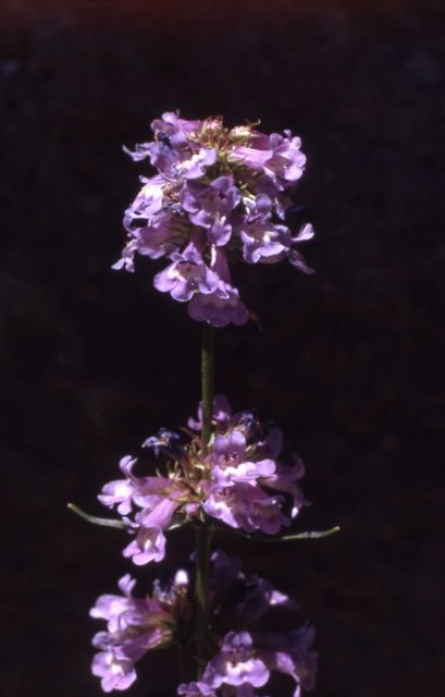 Penstemon (Penstemon sp.) Picture