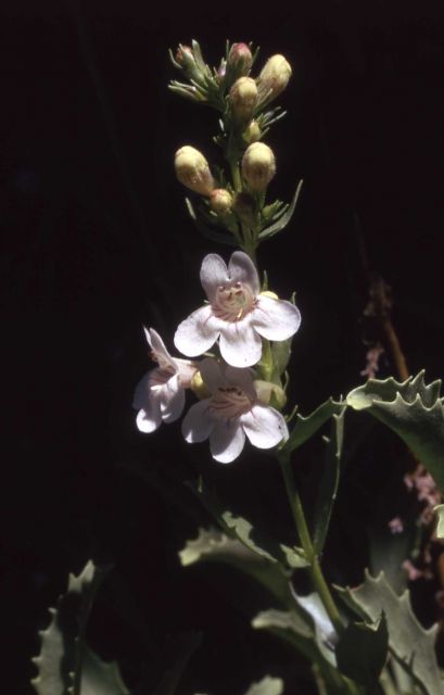 Hot-rock penstemon (Penstemon deustus) Picture