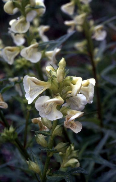White coiled-beaked lousewort (Pedicularis contorta var. contorta) Picture