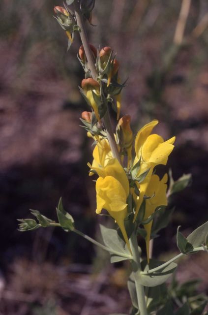 Dalmatian toadflax (Linaria dalmatica) Picture