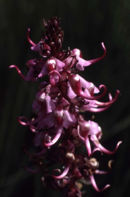 Elephant's head (Pedicularis groenlandica) Picture