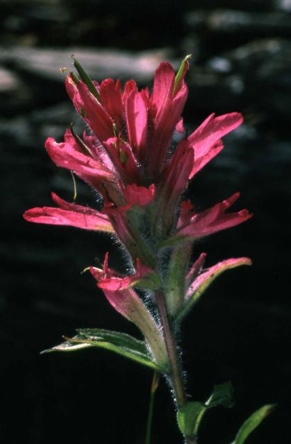 Rhexia-leaved paintbrush (Castilleja rhexifolia) Picture
