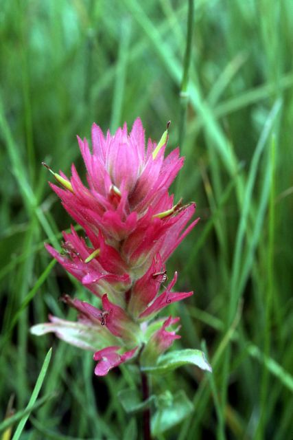 Rhexia-leaved paintbrush (Castilleja rhexifolia) Picture