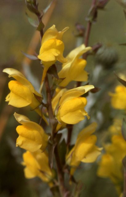 Dalmatian toadflax (Linaria dalmatica) Picture