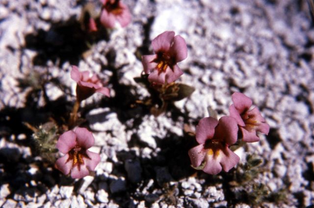 Dwarf purple monkey-flower (Mimulus nanus) Picture