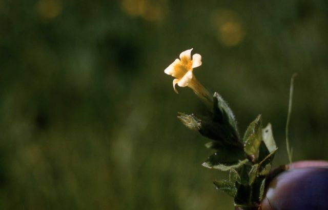 Musk-plant (Mimulus moschatus) Picture