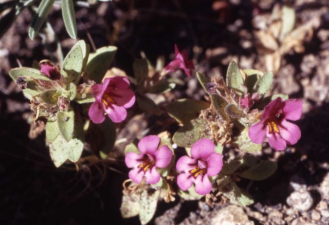 Dwarf purple monkey-flower (Mimulus nanus) Picture