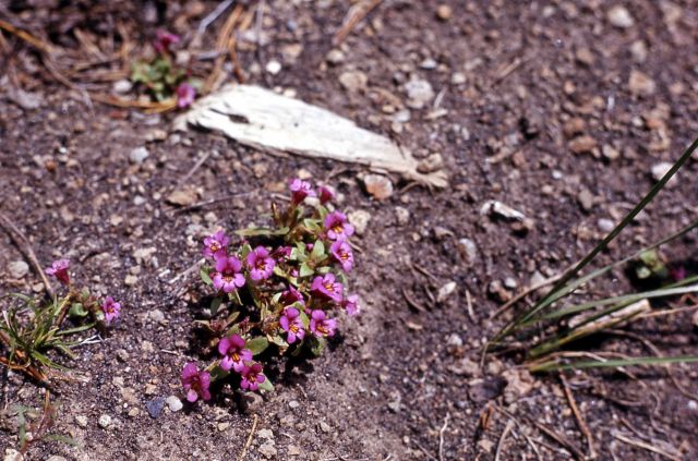 Dwarf purple monkey-flower (Mimulus nanus) Picture