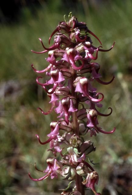 Elephant's head (Pedicularis groenlandica) Picture
