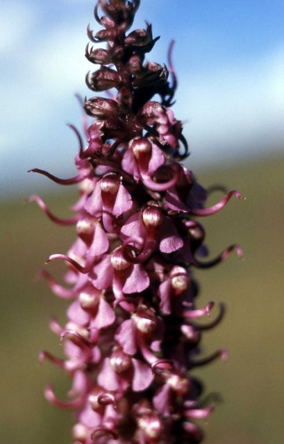 Elephant's head (Pedicularis groenlandica) Picture
