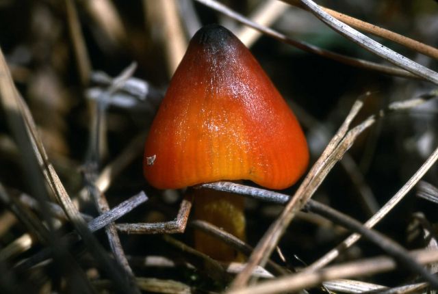 Basidiomycetes Mushroom Picture