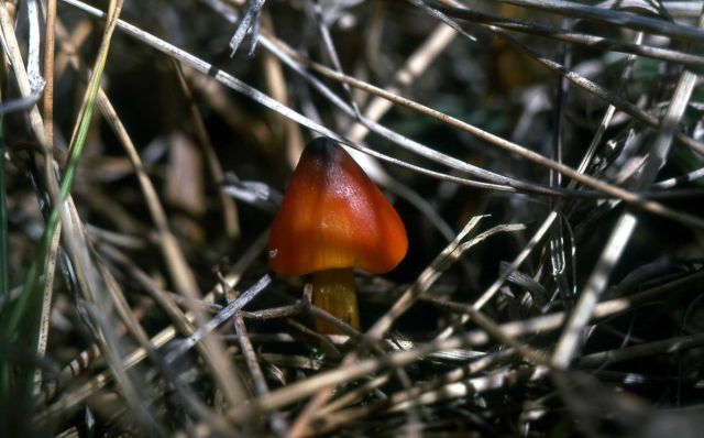 Basidiomycetes Mushroom Picture