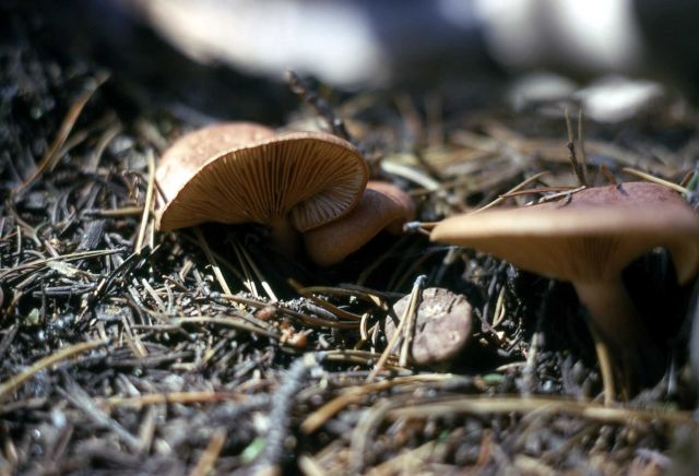 Basidiomycetes Mushrooms Picture