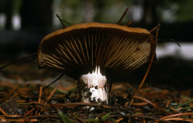 Mushroom Picture