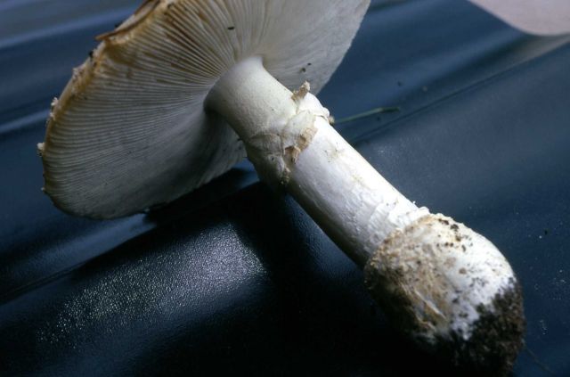 Muscara Mushroom Picture