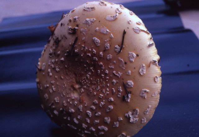 Muscara Mushroom Picture