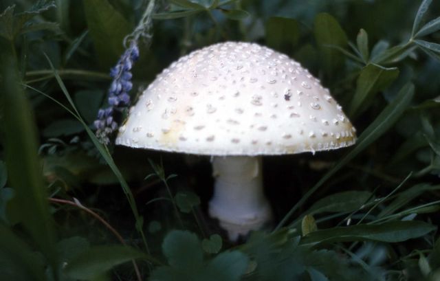 Mushroom Picture