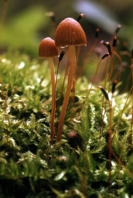 Mushroom Picture