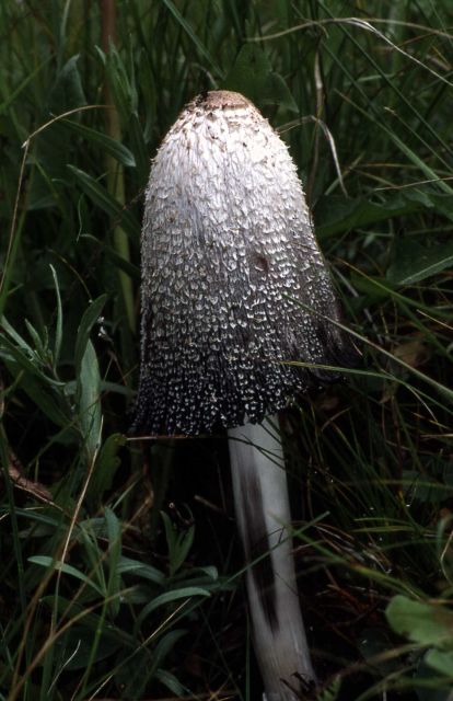 Inky Cap Mushroom Picture