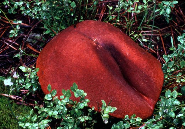 Bright red Mushroom Picture